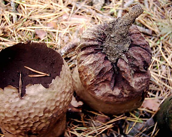 rozpadavec dlabaný Lycoperdon utriforme Bull.