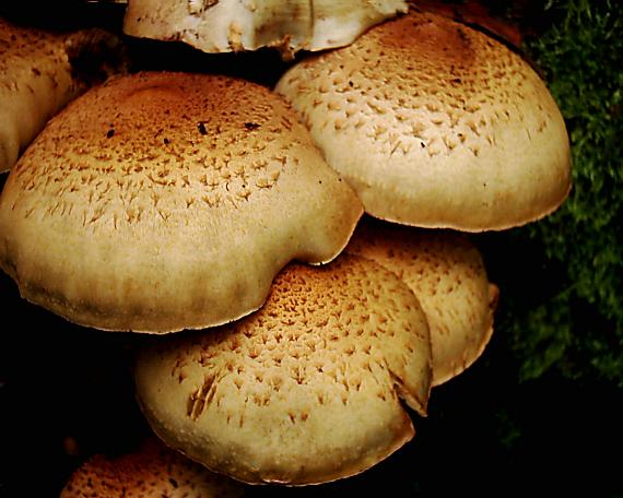 podpňovka obyčajná Armillaria mellea (Vahl) P. Kumm.