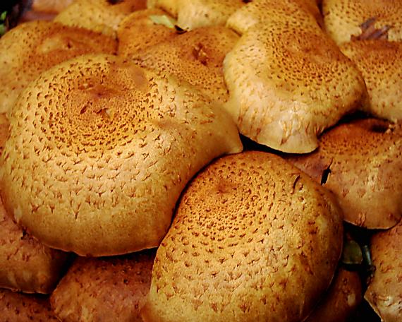 podpňovka obyčajná Armillaria mellea (Vahl) P. Kumm.