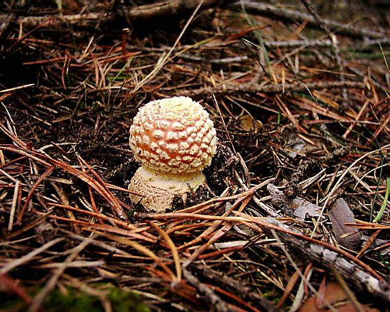 muchotrávka červená Amanita muscaria (L.) Lam.