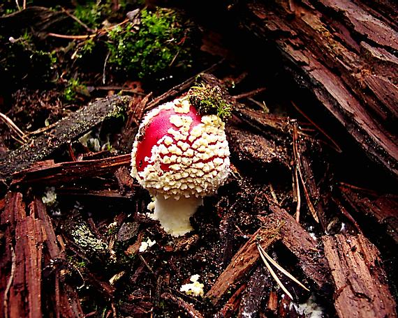 muchotrávka červená Amanita muscaria (L.) Lam.