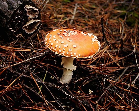 muchotrávka červená Amanita muscaria (L.) Lam.