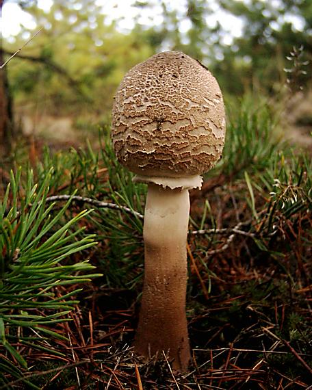 bedľa vysoká Macrolepiota procera (Scop.) Singer