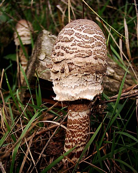 bedľa vysoká Macrolepiota procera (Scop.) Singer