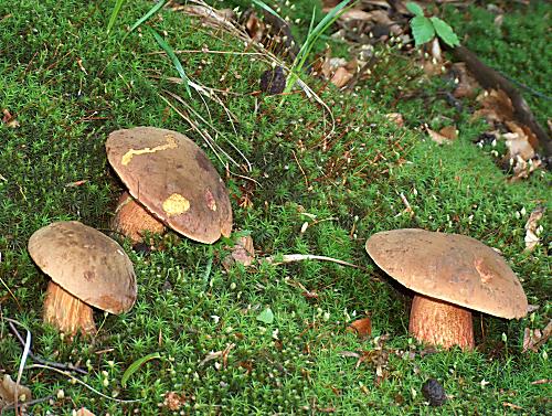 hríb zrnitohlúbikový Neoboletus luridiformis (Rostk.) G. Wu & Zhu L. Yang