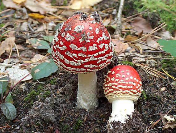 muchotrávka červená Amanita muscaria (L.) Lam.