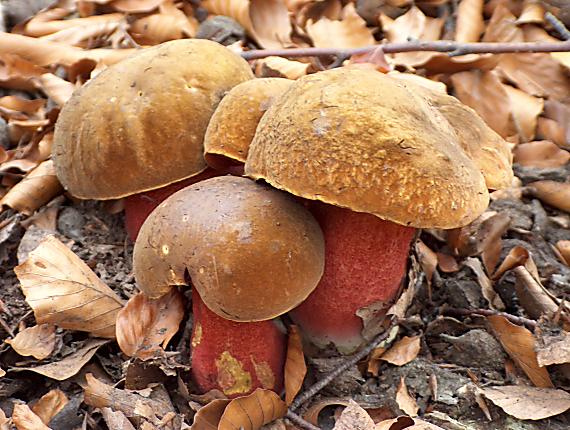 hríb zrnitohlúbikový Neoboletus luridiformis (Rostk.) G. Wu & Zhu L. Yang