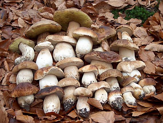 hríb dubový Boletus reticulatus Schaeff.