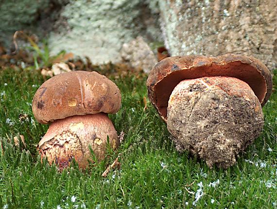 hríb zrnitohlúbikový Neoboletus luridiformis (Rostk.) G. Wu & Zhu L. Yang