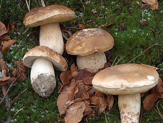 hríb dubový Boletus reticulatus Schaeff.