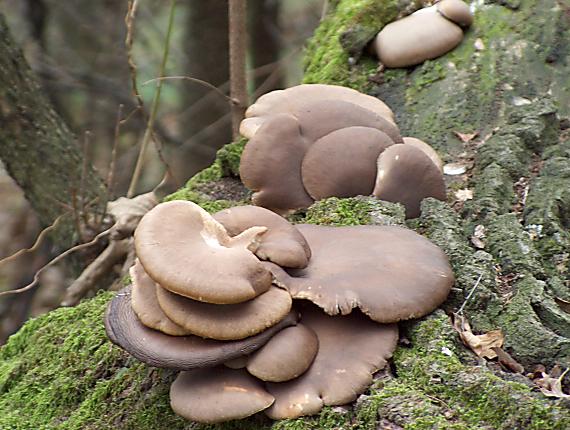 hliva ustricovitá Pleurotus ostreatus (Jacq.) P. Kumm.