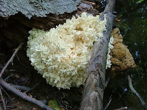 koralovec bukový Hericium coralloides (Scop.) Pers.
