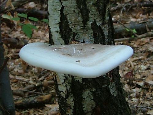 brezovník obyčajný Fomitopsis betulina (Bull.) B.K. Cui, M.L. Han & Y.C. Dai