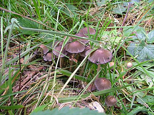 hnojník rozosiaty?? Coprinus disseminatus??