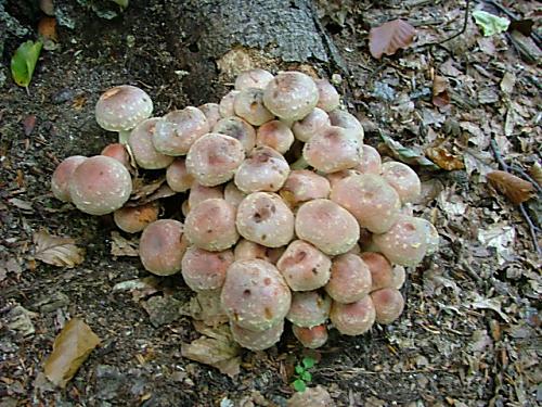 strapcovka tehlovočervená Hypholoma lateritium (Schaeff.) P. Kumm.