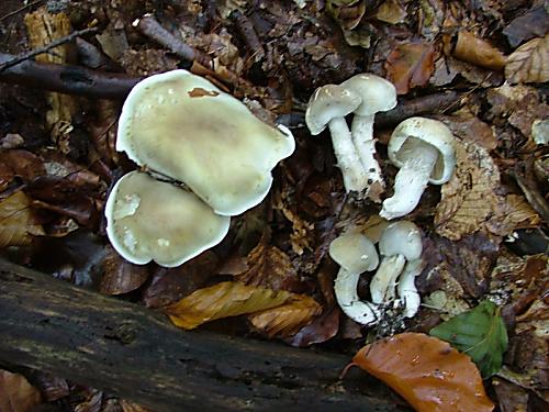 čírovka mydlová Tricholoma saponaceum (Fr.) P. Kumm.