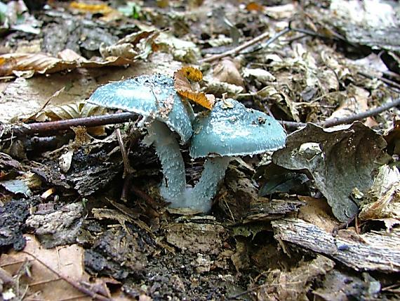 golierovka zelenkastá Stropharia aeruginosa (Curtis) Quél.