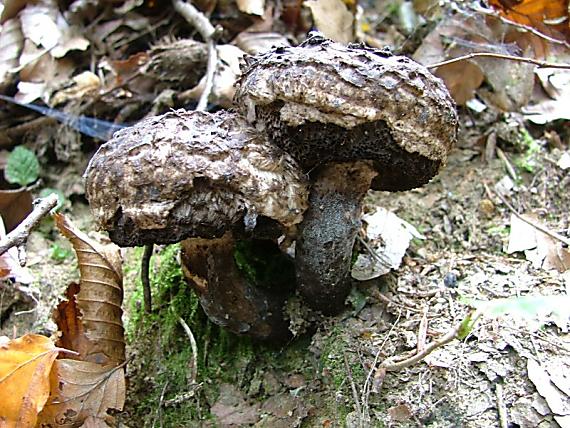 šiškovec šupinatý Strobilomyces strobilaceus (Scop.) Berk.