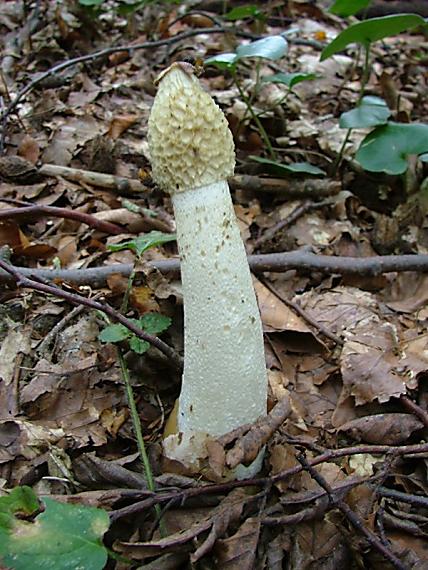 hadovka smradľavá Phallus impudicus L.