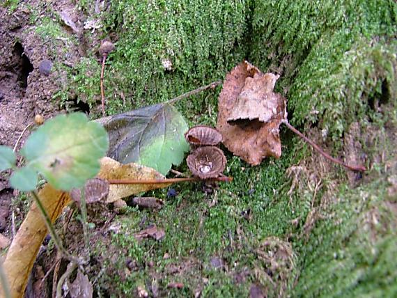 čiaškovec pásikavý Cyathus striatus (Huds.) Willd.