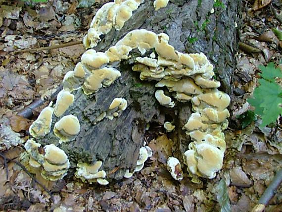 trámovka anízová Gloeophyllum odoratum (Wulfen) Imazeki