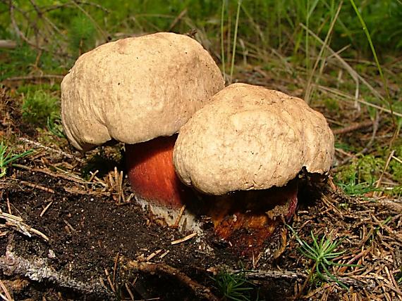 hríb červený Caloboletus calopus Fr.
