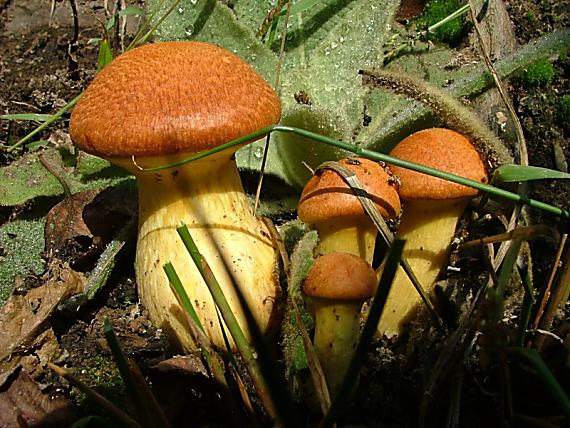 šupinovec nádherný Gymnopilus junonius (Fr.) P.D. Orton
