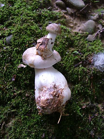 strmuľka inovaťová Clitocybe nebularis (Batsch) P. Kumm.
