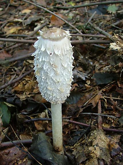 hnojník obyčajný Coprinus comatus (O.F. Müll.) Pers.