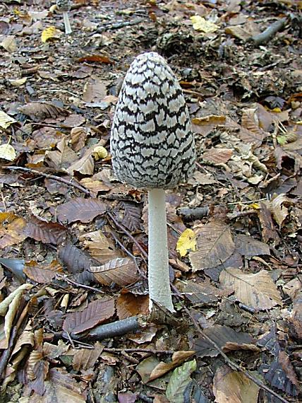 hnojník strakatý Coprinopsis picacea (Bull.) Redhead, Vilgalys & Moncalvo