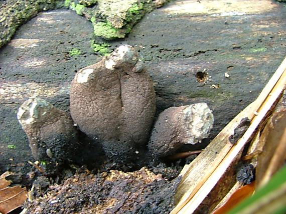 drevnatec kyjakovitý Xylaria polymorpha (Pers.) Grev.