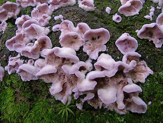 pevníkovec purpurový Chondrostereum purpureum (Pers.) Pouzar