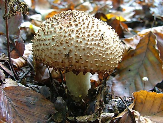 bedlička ostrošupinatá Echinoderma asperum (Pers.) Bon
