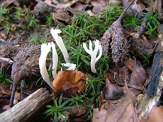 konárovka vráskavá Clavulina rugosa (Bull.) J. Schröt.