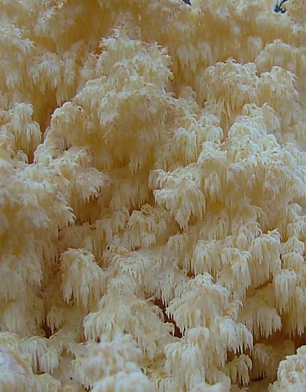 koralovec bukový Hericium coralloides (Scop.) Pers.