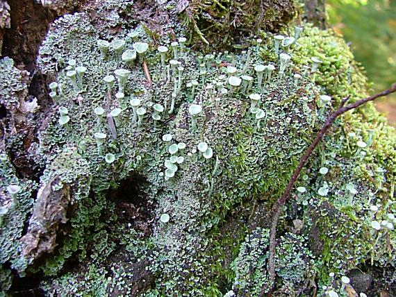 dutohlávka Cladonia sp.