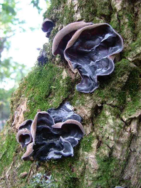 uchovec bazový Auricularia auricula-judae (Bull.) Quél.