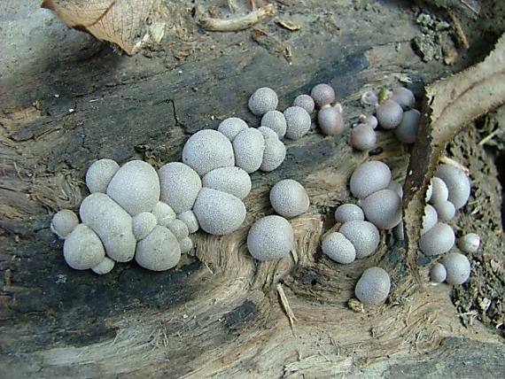vlčinka červená Lycogala epidendrum (J.C. Buxb. ex L.) Fr.