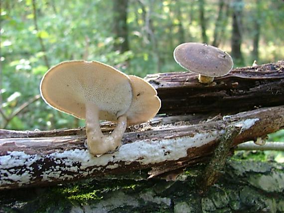 trúdnik zimný?? Polyporus brumalis?