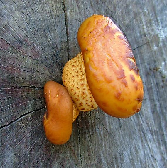 šupinovka zlatozávojová Pholiota aurivella (Batsch) P. Kumm.