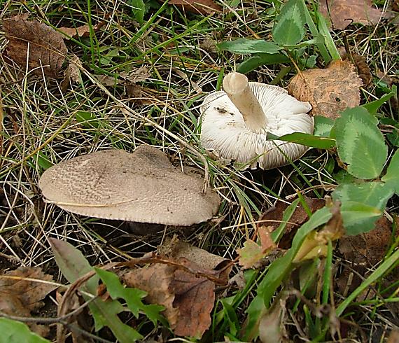 čírovka sivookrová?? Tricholoma scalpturatum??