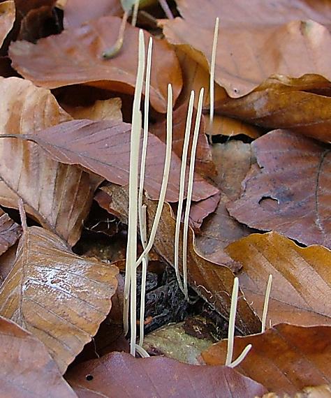 kyjovka tenká Macrotyphula juncea (Alb. & Schwein.) Berthier