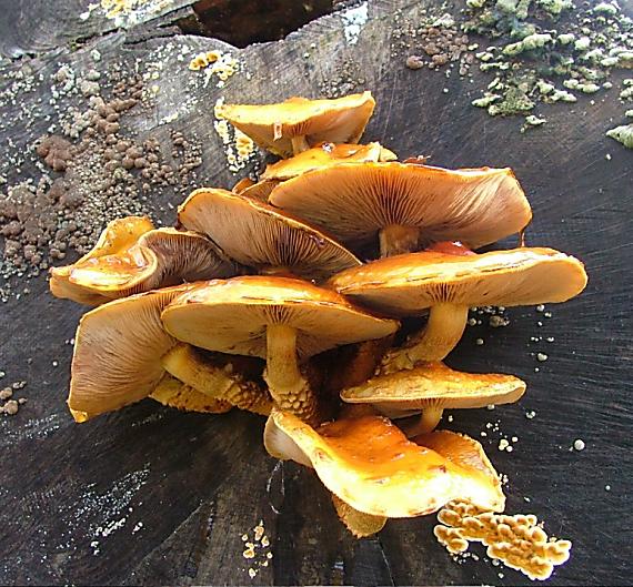 šupinovka zlatozávojová Pholiota aurivella (Batsch) P. Kumm.