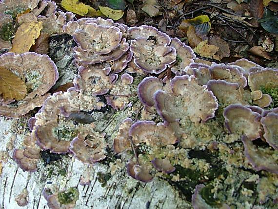 ryhovec želatinovitý?? Trichaptum biforme??