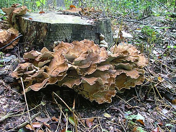 vejárovec obrovský Meripilus giganteus (Pers.) P. Karst.