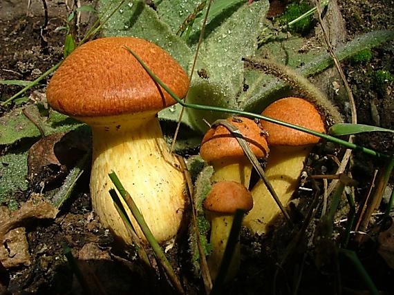 šupinovec nádherný Gymnopilus junonius (Fr.) P.D. Orton