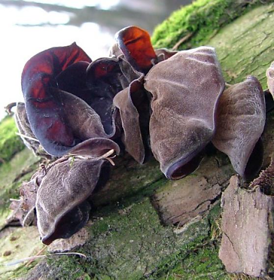 uchovec bazový Auricularia auricula-judae (Bull.) Quél.