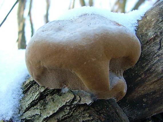 ohňovec obyčajný Phellinus igniarius (L.) Quél.