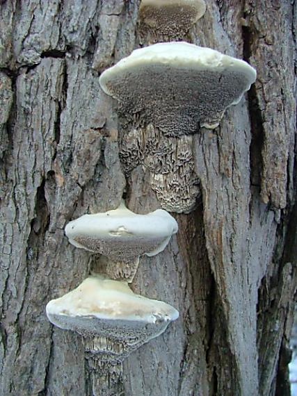 trúdnikovec voňavý Trametes suaveolens (L.) Fr.