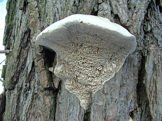 trúdnikovec voňavý Trametes suaveolens (L.) Fr.